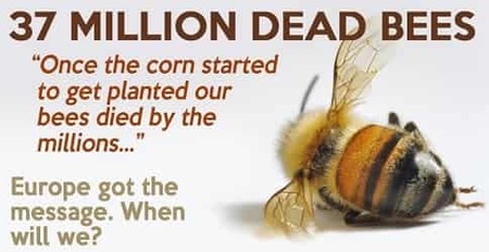 Bees die from pesticides-min