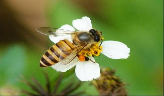 Пчелы и пестициды