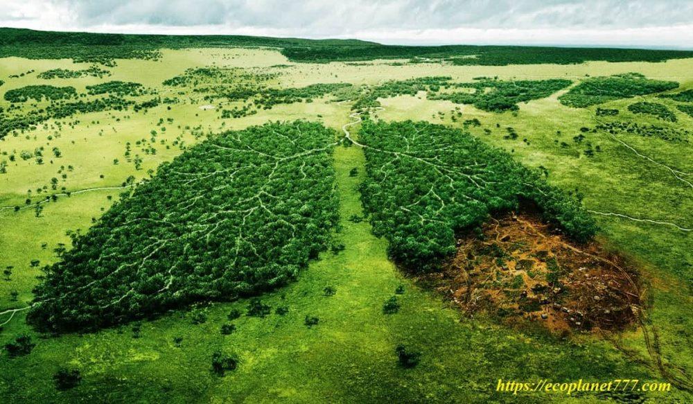Problema de deforestación