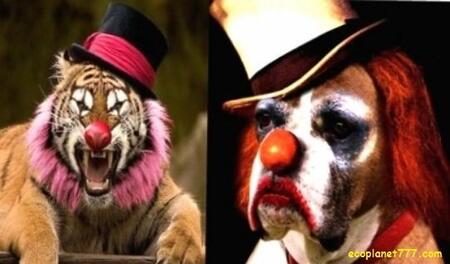 Нет цирку с животными! 10 причин для запрета