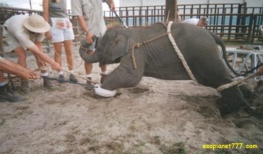 Ужасные методы дрессировки слонов