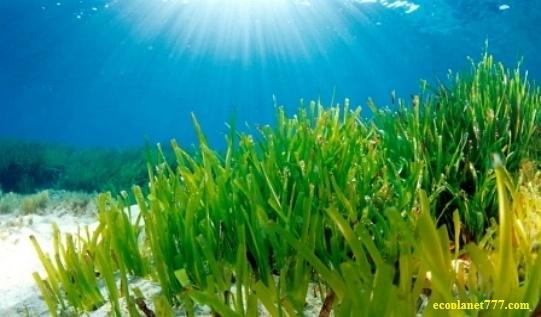 Скраб с морскими водорослями