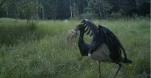 Black stork in the Chernobyl zone