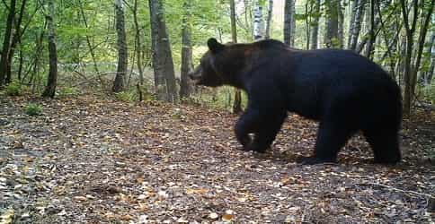 Brown bear in the forest near the Chernobyl zone