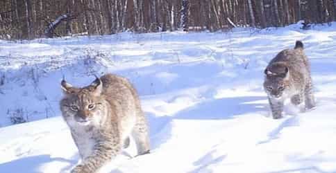 Lynx - returned to the forests of the exclusion zone