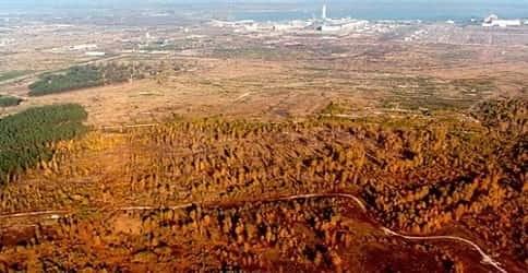 Рыжий лес Чернобыля