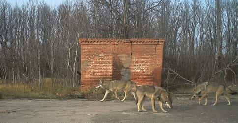Wolves in the Exclusion Zone
