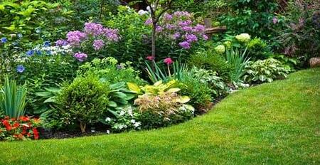 Ароматные душистые садовые растения и цветы