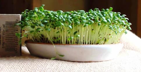 Growing greenery all year round at home