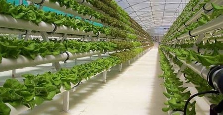 Выращивание зелени на продажу