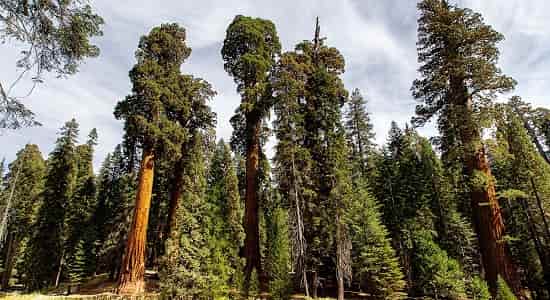 Ютубер собрал 20 млн для эко - акции по высадке деревьев