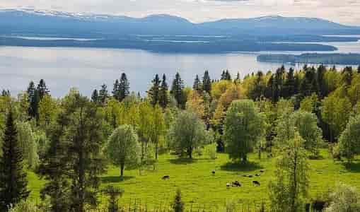 Швеция зеленая страна