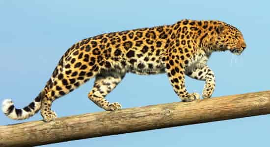 Амурский леопард