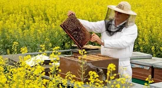 Натуральный мед, как бизнес - идея