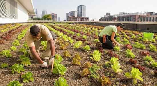 Выращивание овощей и фруктов на крышах