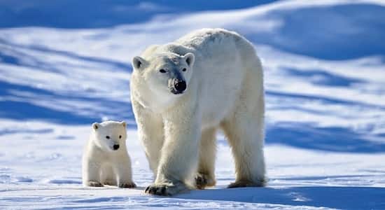 Материнство белых медведей
