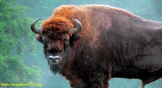 Bison are rare animals