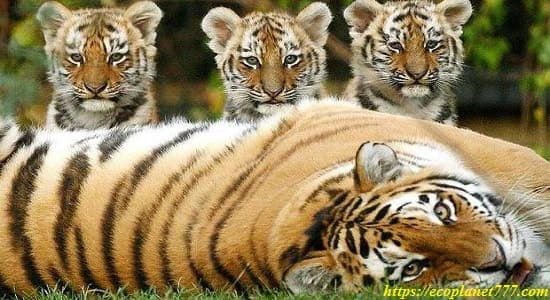 Размножение Амурских тигров