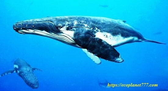 Синий кит Продолжительность жизни и размножение