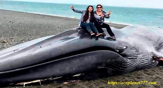 Синий кит Угроза исчезновения