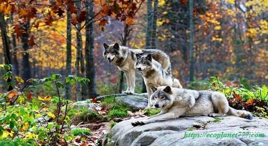 Среда обитания волков