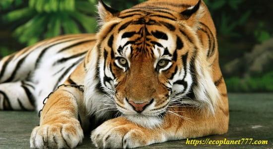Угроза исчезновения тигров