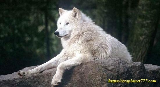 Восточный волк