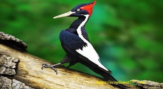 White-billed woodpecker