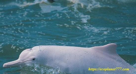 Білий дельфін Байджі