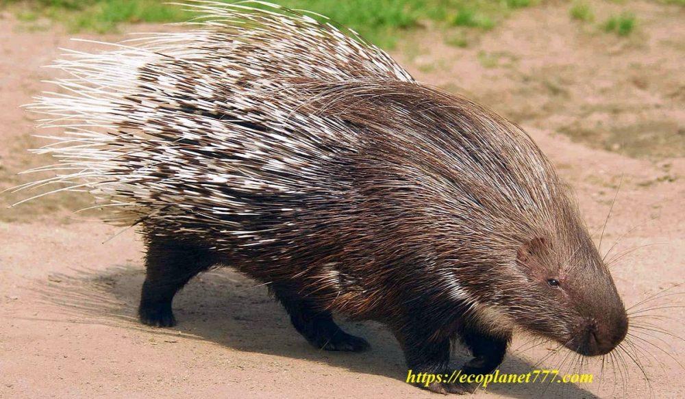 Porcupine animal photo