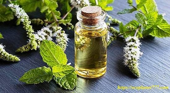 Peppermint essential oil in cosmetics