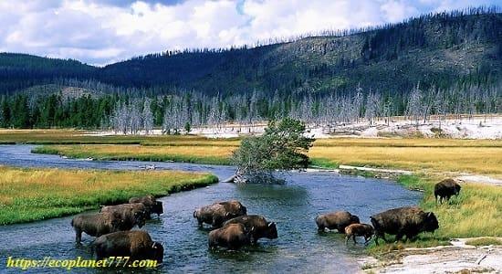 Fauna of Yellowstone Park