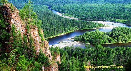 Forest resources of Russia