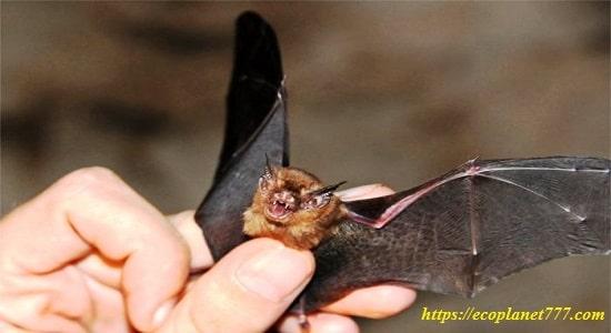 Little marian bat