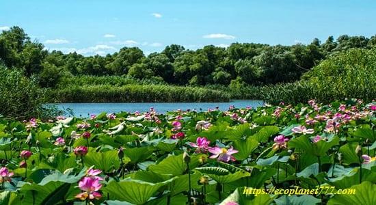 Plants and lotus fields