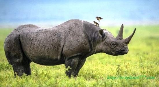 West African black rhinoceros