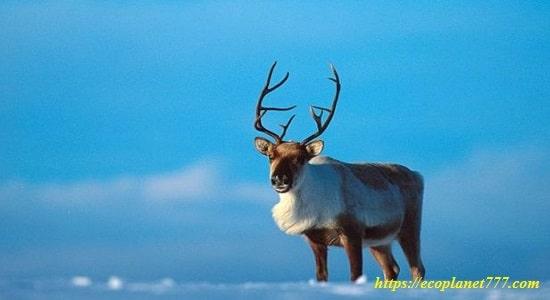 Where does the reindeer live