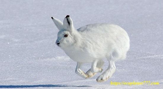 Polar hare