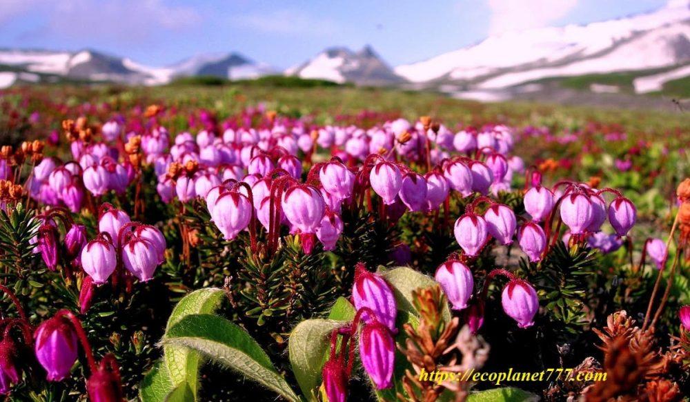 Characteristic plants of the tundra