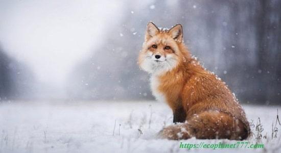 Red (common) fox