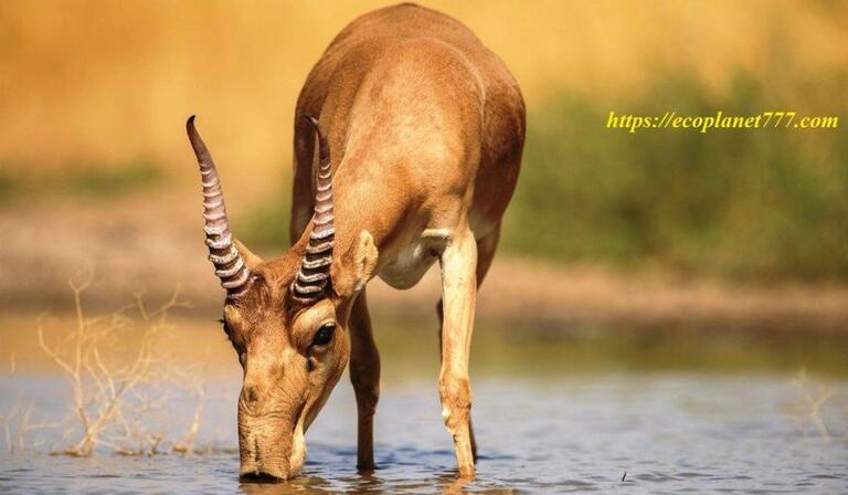 Saiga - an animal from the Red Book