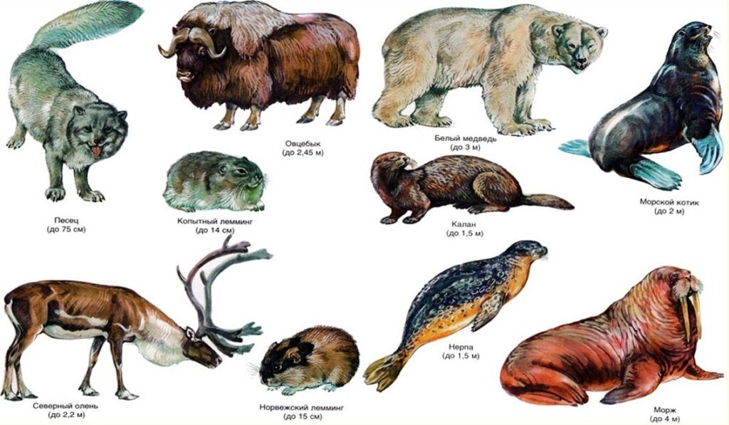 Tundra animals. Photos, names of animals living in the tundra.