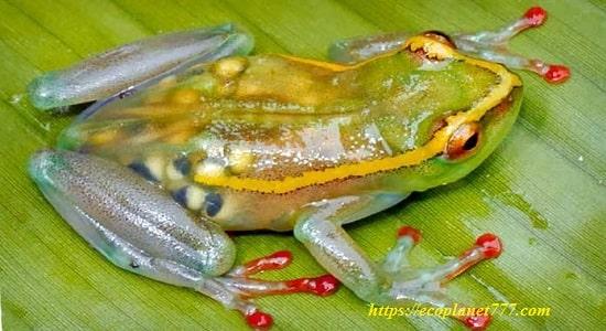 What does the glass frog eat?