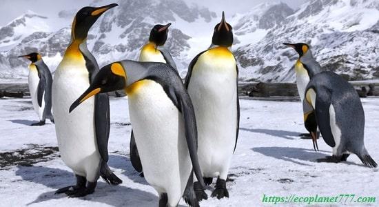 Где живут королевские пингвины