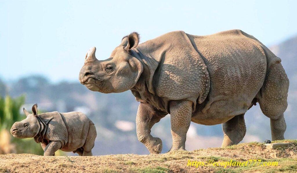 Носорог животное