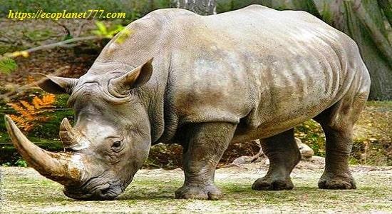 Описание носорога