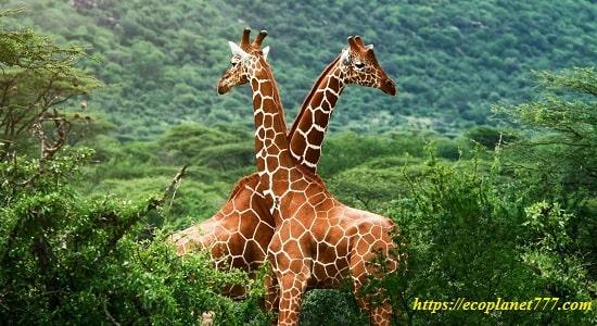Рацион питания жирафов