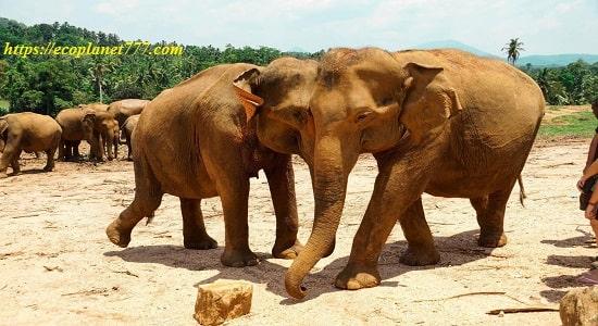Шри-ланкийский слон