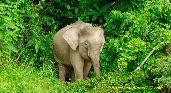 Слон Борнео