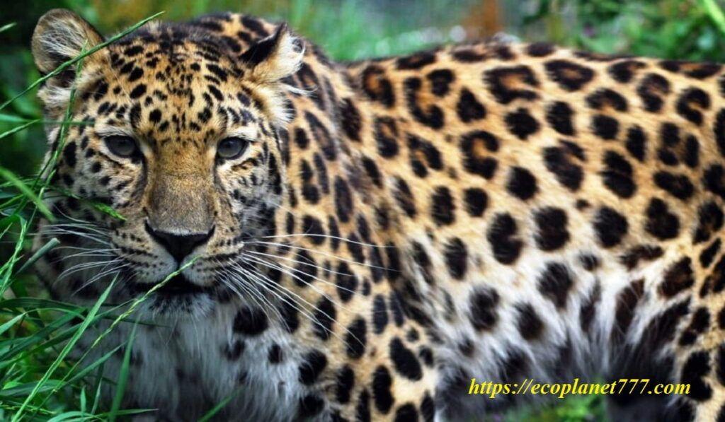 амурский леопард